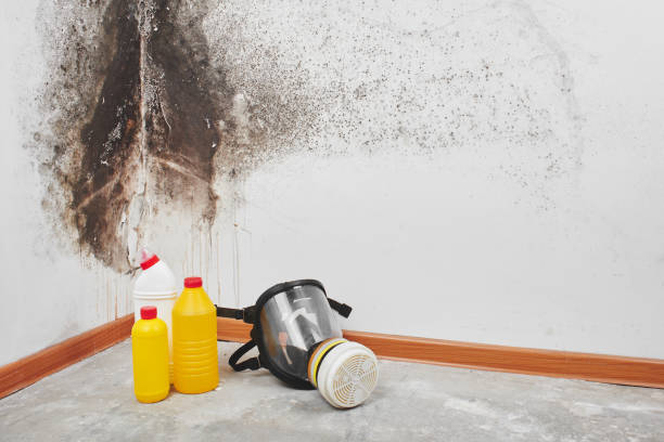 Best Mold Removal Specialists  in Goshen, CA