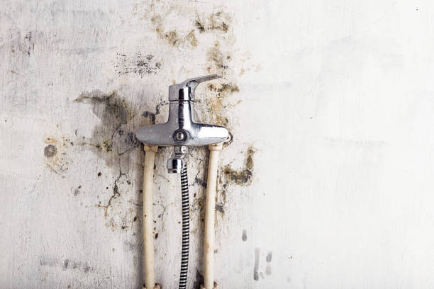 Best Mold Cleaning Services  in Goshen, CA