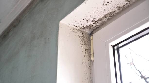 Best Crawl Space Mold Removal  in Goshen, CA