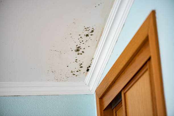 Best Home Mold Removal  in Goshen, CA