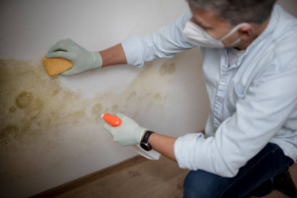 Best Mold Damage Repair  in Goshen, CA