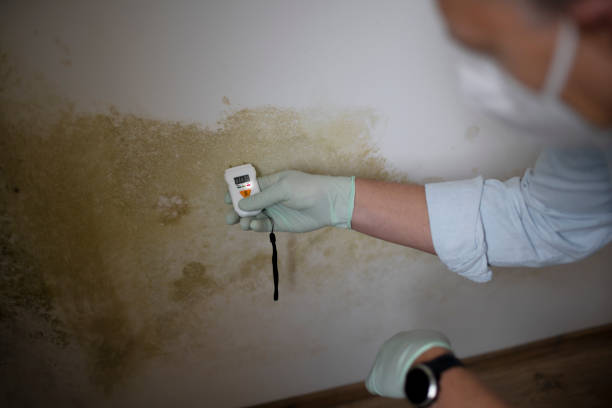 Best Office Mold Removal Services  in Goshen, CA