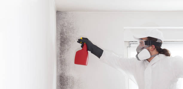Best Mold Damage Repair  in Goshen, CA