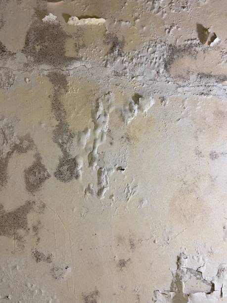 Trusted Goshen, CA Mold Removal Experts
