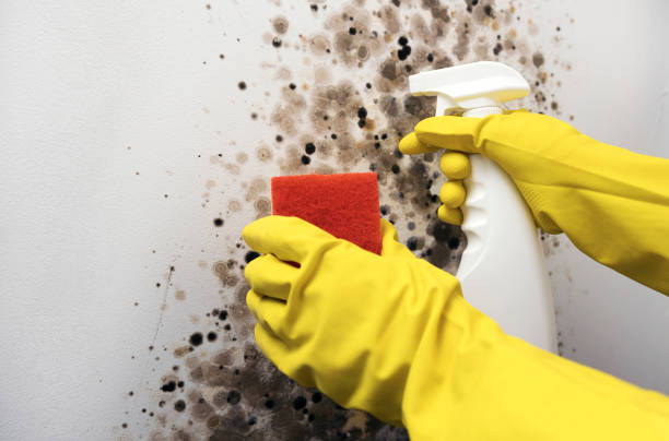Reliable Goshen, CA Mold Removal Solutions