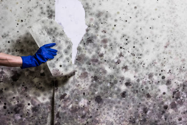 Best Office Mold Removal Services  in Goshen, CA