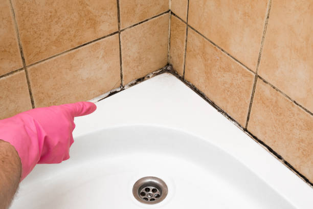 Best Fast Mold Removal  in Goshen, CA
